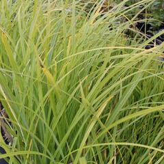 Ostřice pobřežní - Carex riparia