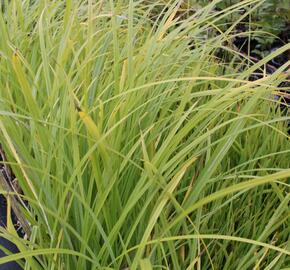 Ostřice pobřežní - Carex riparia