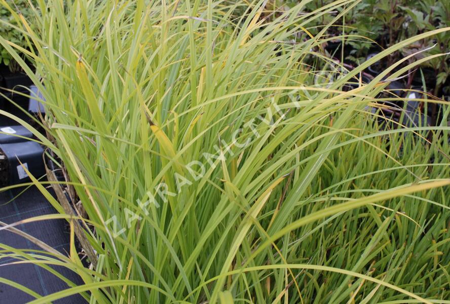 Ostřice pobřežní - Carex riparia