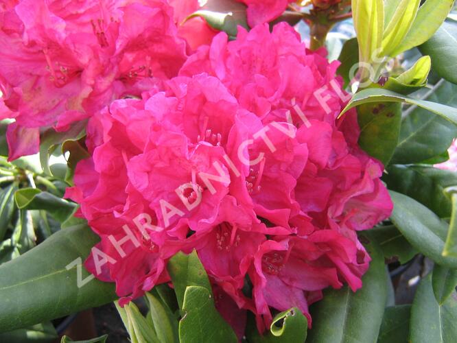 Pěnišník 'Vilem Heckel' - Rhododendron 'Vilem Heckel'