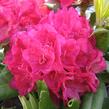 Pěnišník 'Vilem Heckel' - Rhododendron 'Vilem Heckel'