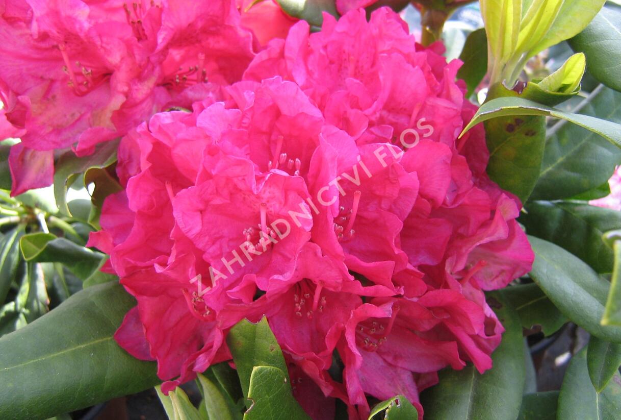 Pěnišník 'Vilem Heckel' - Rhododendron 'Vilem Heckel'