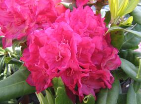 Pěnišník 'Vilem Heckel' - Rhododendron 'Vilem Heckel'