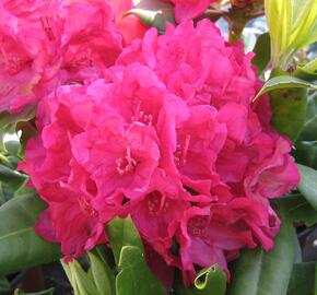 Pěnišník 'Vilem Heckel' - Rhododendron 'Vilem Heckel'
