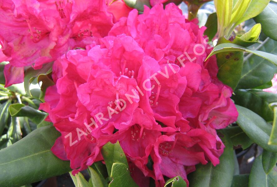 Pěnišník 'Vilem Heckel' - Rhododendron 'Vilem Heckel'
