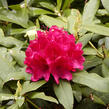 Pěnišník 'Vilem Heckel' - Rhododendron 'Vilem Heckel'