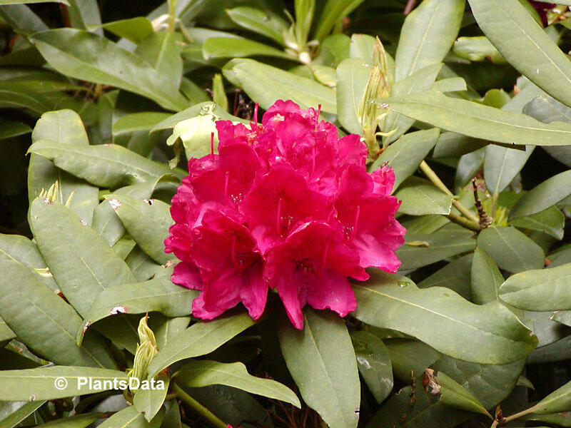 Pěnišník 'Vilem Heckel' - Rhododendron 'Vilem Heckel'