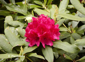 Pěnišník 'Vilem Heckel' - Rhododendron 'Vilem Heckel'