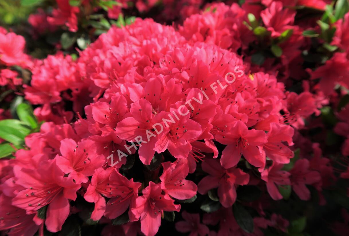Azalka japonská 'Geisha Red' - Azalea japonica 'Geisha Red'