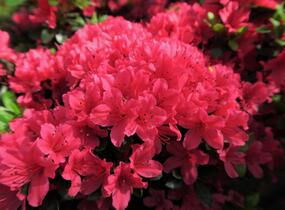 Azalka japonská 'Geisha Red' - Azalea japonica 'Geisha Red'