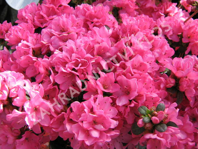 Azalka japonská 'Geisha Red' - Azalea japonica 'Geisha Red'