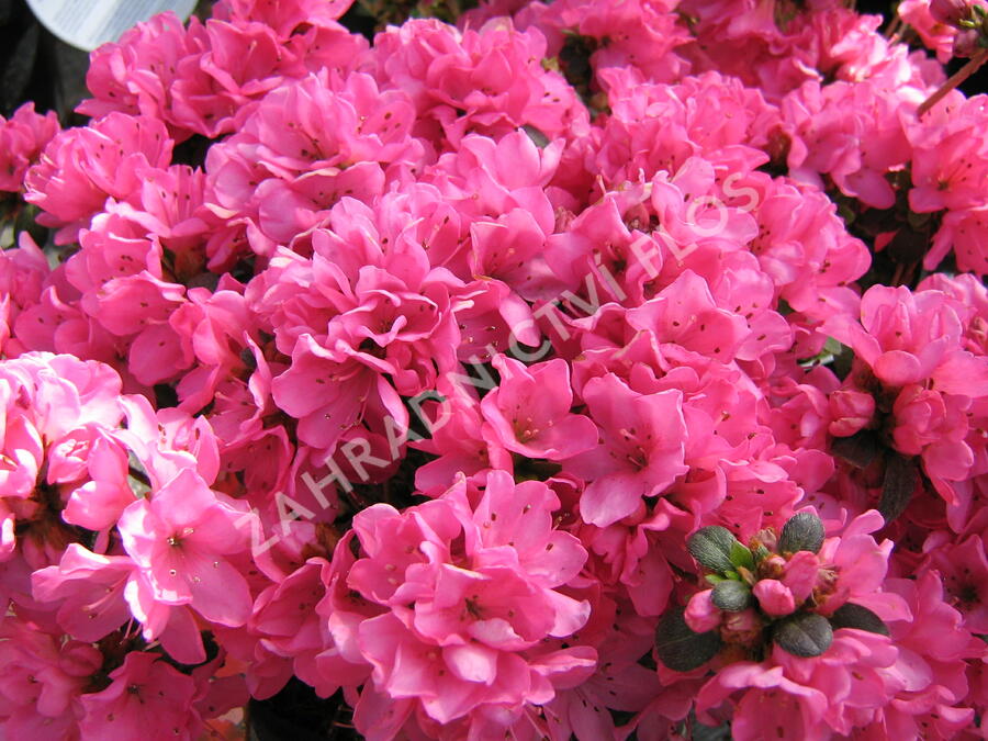 Azalka japonská 'Geisha Red' - Azalea japonica 'Geisha Red'