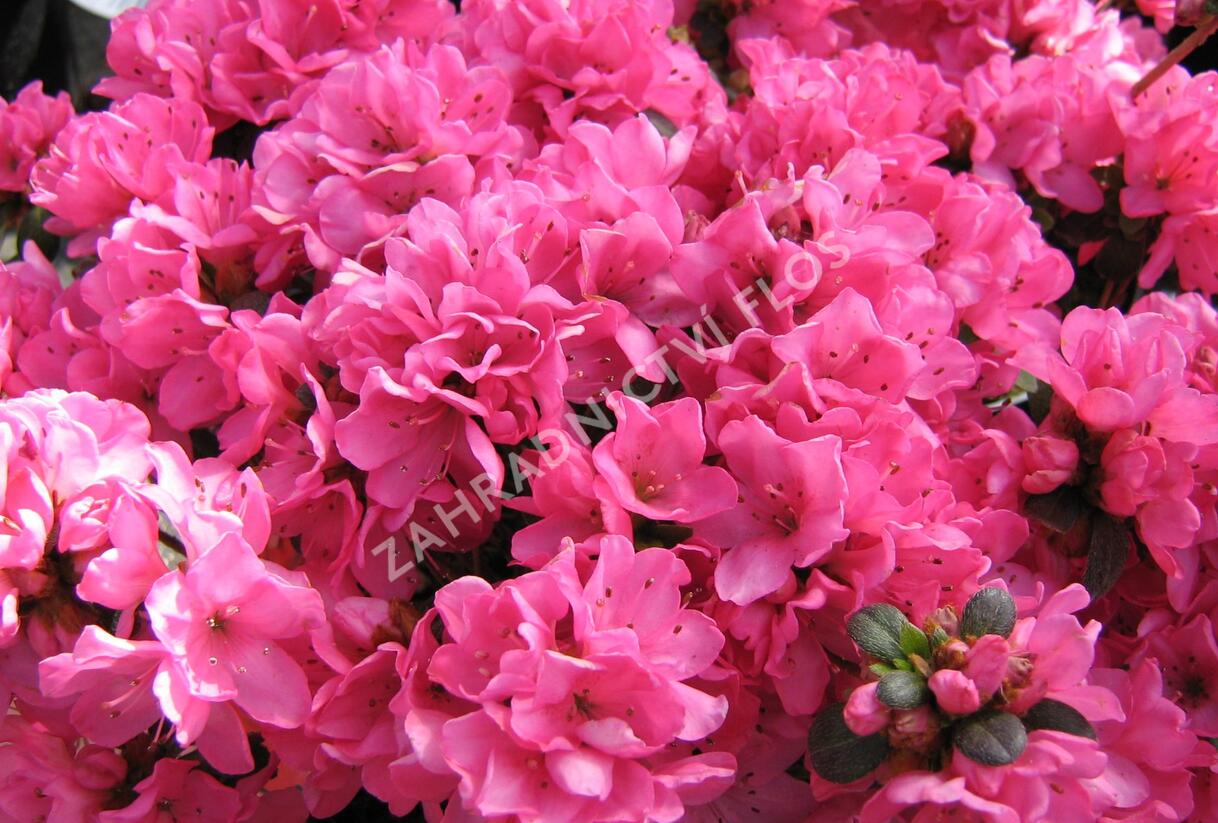 Azalka japonská 'Geisha Red' - Azalea japonica 'Geisha Red'