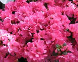Azalka japonská 'Geisha Red'
