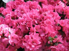 Azalka japonská 'Geisha Red' - Azalea japonica 'Geisha Red'