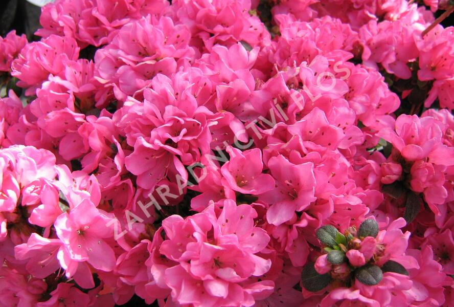 Azalka japonská 'Geisha Red' - Azalea japonica 'Geisha Red'