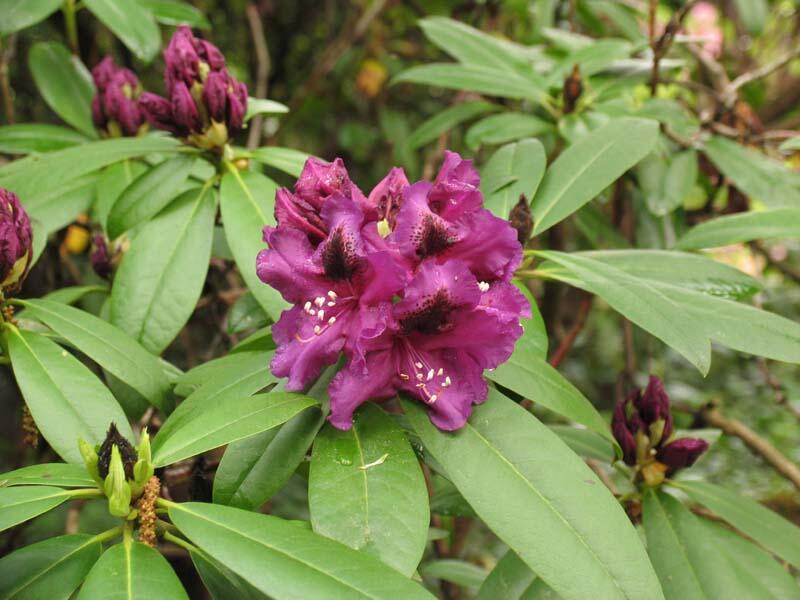 Pěnišník 'Purple Splendour' - Rhododendron (T) 'Purple Splendour'
