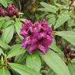 Pěnišník 'Purple Splendour' - Rhododendron (T) 'Purple Splendour'