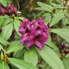 Pěnišník 'Purple Splendour' - Rhododendron (T) 'Purple Splendour'