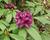 Pěnišník 'Purple Splendour'