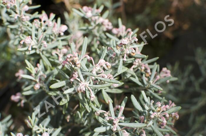 Kyhanka bažinná 'Blue Lagoon' - Andromeda polifolia 'Blue Lagoon'