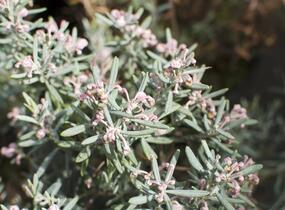 Kyhanka bažinná 'Blue Lagoon' - Andromeda polifolia 'Blue Lagoon'