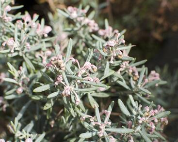 Kyhanka bažinná 'Blue Lagoon'