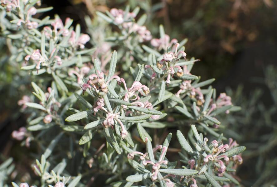 Kyhanka bažinná 'Blue Lagoon' - Andromeda polifolia 'Blue Lagoon'