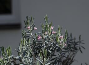 Kyhanka bažinná 'Blue Lagoon' - Andromeda polifolia 'Blue Lagoon'