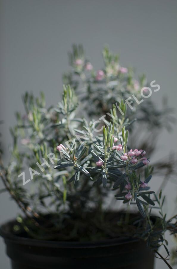 Kyhanka bažinná 'Blue Lagoon' - Andromeda polifolia 'Blue Lagoon'