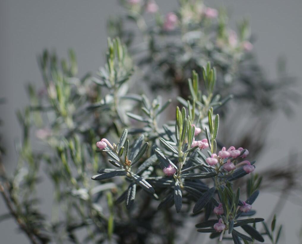 Kyhanka bažinná 'Blue Lagoon' - Andromeda polifolia 'Blue Lagoon'