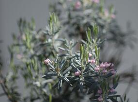 Kyhanka bažinná 'Blue Lagoon' - Andromeda polifolia 'Blue Lagoon'