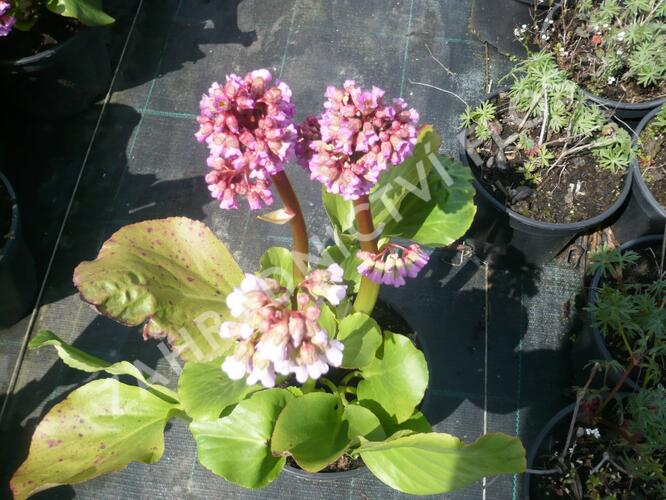 Bergénie srdčitá 'Rotblum' - Bergenia cordifolia 'Rotblum'