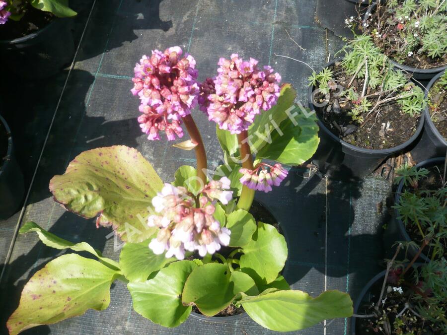 Bergénie srdčitá 'Rotblum' - Bergenia cordifolia 'Rotblum'