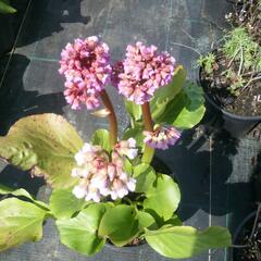 Bergénie srdčitá 'Rotblum' - Bergenia cordifolia 'Rotblum'