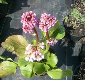 Bergénie srdčitá 'Rotblum' - Bergenia cordifolia 'Rotblum'