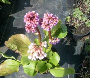 Bergénie srdčitá 'Rotblum' - Bergenia cordifolia 'Rotblum'