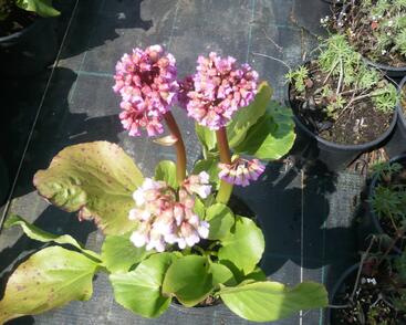 Bergénie srdčitá 'Rotblum'