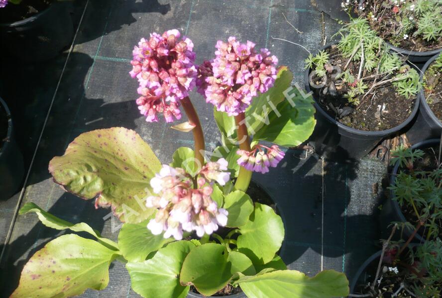 Bergénie srdčitá 'Rotblum' - Bergenia cordifolia 'Rotblum'