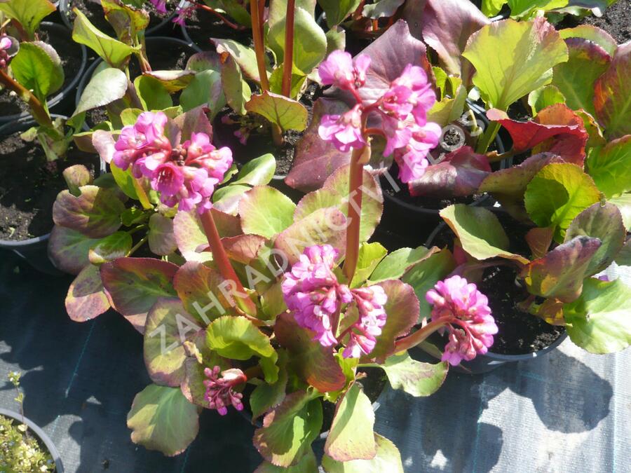 Bergénie srdčitá 'Rotblum' - Bergenia cordifolia 'Rotblum'