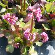Bergénie srdčitá 'Rotblum' - Bergenia cordifolia 'Rotblum'