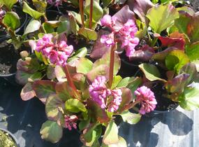 Bergénie srdčitá 'Rotblum' - Bergenia cordifolia 'Rotblum'