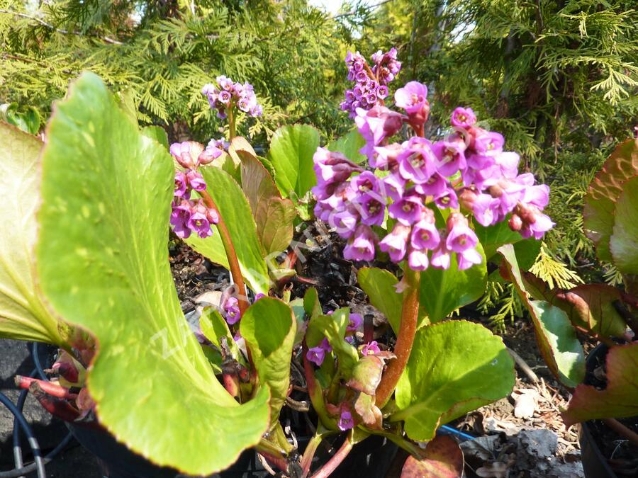 Bergénie srdčitá 'Rotblum' - Bergenia cordifolia 'Rotblum'