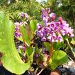Bergénie srdčitá 'Rotblum' - Bergenia cordifolia 'Rotblum'