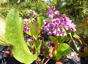 Bergénie srdčitá 'Rotblum' - Bergenia cordifolia 'Rotblum'