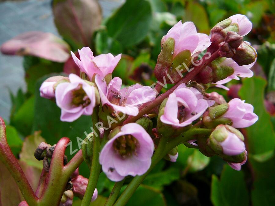 Bergénie srdčitá 'Rotblum' - Bergenia cordifolia 'Rotblum'