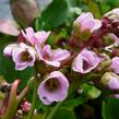 Bergénie srdčitá 'Rotblum' - Bergenia cordifolia 'Rotblum'