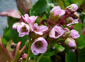 Bergénie srdčitá 'Rotblum' - Bergenia cordifolia 'Rotblum'