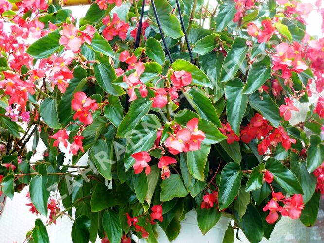 Begónie 'Dragon Red' - Begonia hybrida 'Dragon Red'