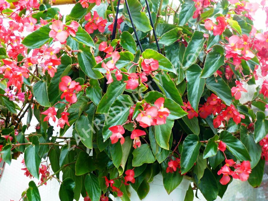 Begónie 'Dragon Red' - Begonia hybrida 'Dragon Red'